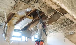 Trusted Mont Alto, PA Mold Removal Experts